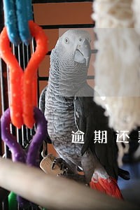 逾期还款会给谁打电话 逾期还款会给谁打电话