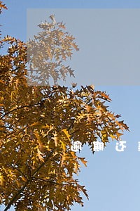 逾期还款会自动扣款 逾期还款会自动扣款
