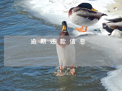 逾期还款信息 逾期还款信息