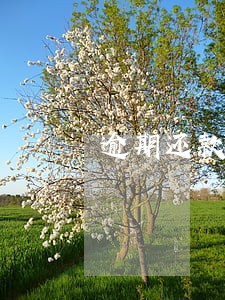 逾期还款信用度 逾期还款信用度