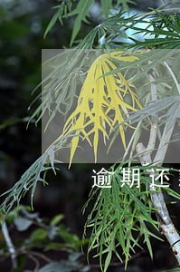 逾期还款信用较差 逾期还款信用较差