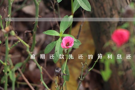 逾期还款先还的算利息还是本金 逾期还款先还的算利息还是本金
