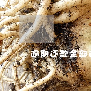 逾期还款全部还清 逾期还款全部还清