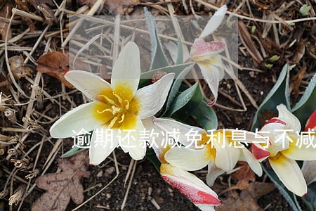 逾期还款减免利息与不减免的区别 逾期还款减免利息与不减免的区别