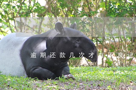 逾期还款几次才有不良记录 逾期还款几次才有不良记录