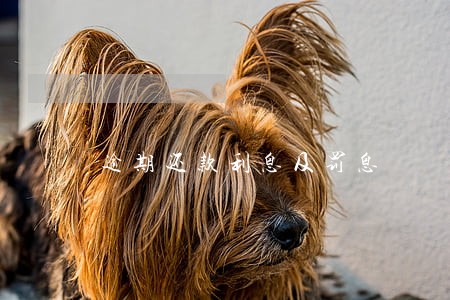 逾期还款利息及罚息 逾期还款利息及罚息
