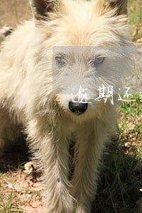 逾期还款利息可以减免嘛