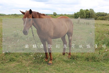 逾期还款利息可以恢复吗