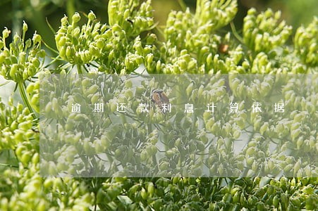 逾期还款利息计算依据 逾期还款利息计算依据