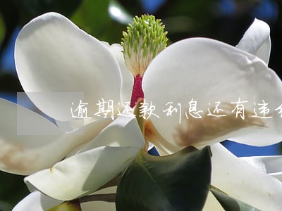 逾期还款利息还有违约金 逾期还款利息还有违约金