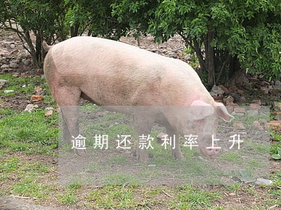 逾期还款利率上升 逾期还款利率上升