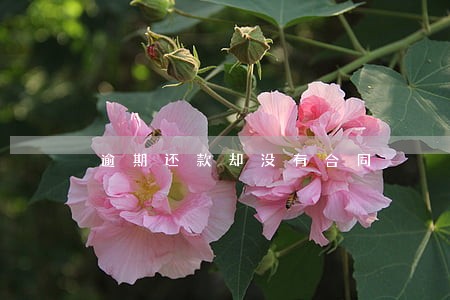 逾期还款却没有合同 逾期还款却没有合同