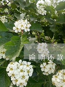 逾期还款原因申请书怎么写 逾期还款原因申请书怎么写