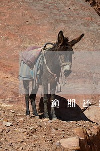 逾期还款双倍计算 逾期还款双倍计算