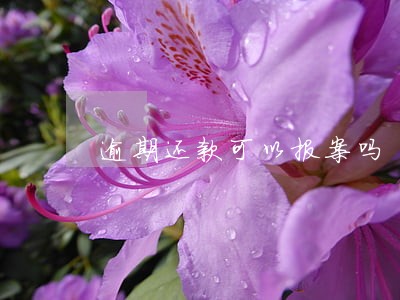 逾期还款可以报案吗 逾期还款可以报案吗