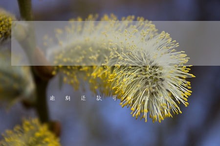 逾期还款可以抵本金 逾期还款可以抵本金