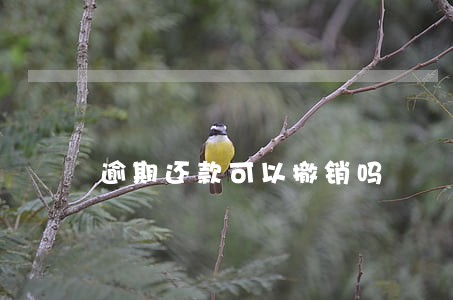逾期还款可以撤销吗 逾期还款可以撤销吗