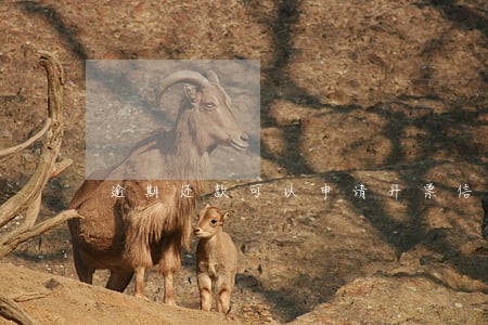 逾期还款可以申请开票信息么 逾期还款可以申请开票信息么
