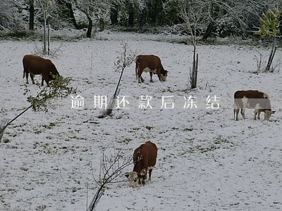 逾期还款后冻结 逾期还款后冻结
