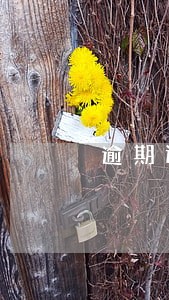 逾期还款后多长时间花呗能用