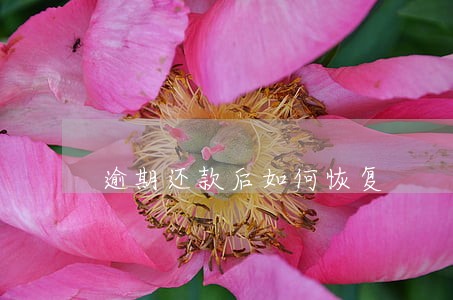 逾期还款后如何恢复 逾期还款后如何恢复
