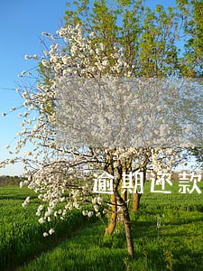 逾期还款后客服说第二天解冻 逾期还款后客服说第二天解冻