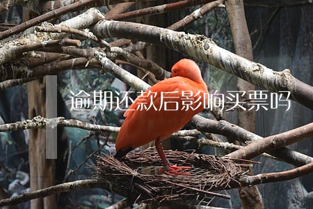 逾期还款后影响买票吗 逾期还款后影响买票吗