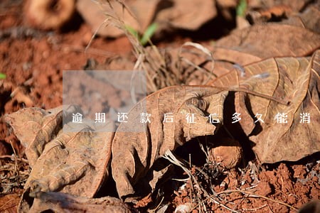 逾期还款后征信多久能消除 逾期还款后征信多久能消除
