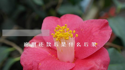 逾期还款后是什么后果 逾期还款后是什么后果