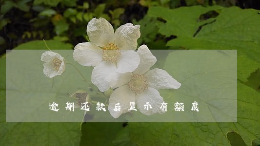 逾期还款后显示有额度 逾期还款后显示有额度
