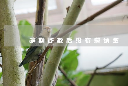 逾期还款后没有滞纳金