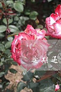 逾期还款后芝麻分涨的慢 逾期还款后芝麻分涨的慢