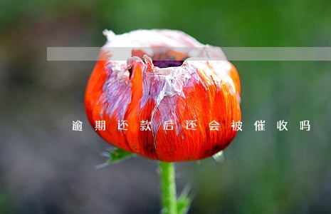 逾期还款后还会被催收吗 逾期还款后还会被催收吗