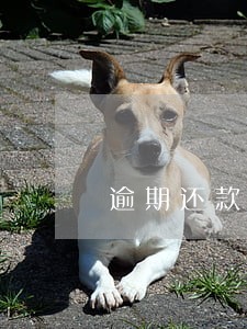 逾期还款后还能借钱