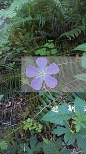 逾期还款后还被催收 逾期还款后还被催收