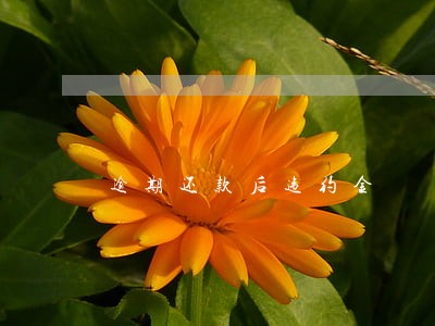 逾期还款后违约金 逾期还款后违约金