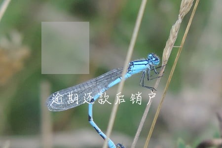 逾期还款后销户