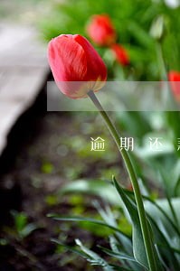 逾期还款后额度为0 逾期还款后额度为0