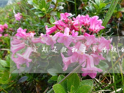 逾期还款和正常借款的区别 逾期还款和正常借款的区别