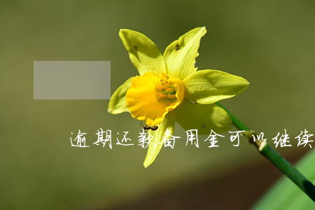 逾期还款备用金可以继续使用吗 逾期还款备用金可以继续使用吗