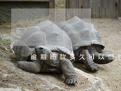 逾期还款多久可以借钱 逾期还款多久可以借钱
