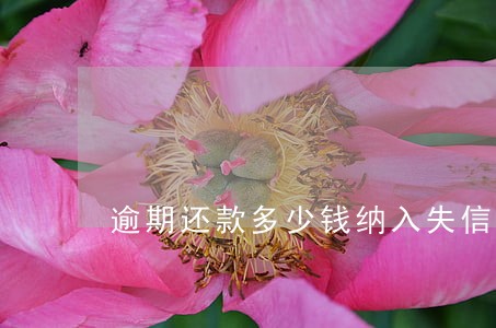 逾期还款多少钱纳入失信 逾期还款多少钱纳入失信
