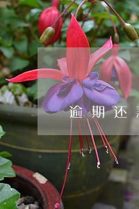 逾期还款多长时间到人行 逾期还款多长时间到人行