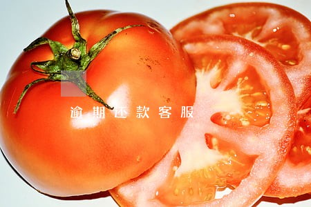 逾期还款客服