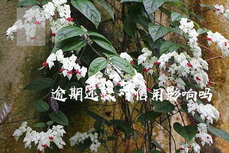 逾期还款对信用影响吗 逾期还款对信用影响吗