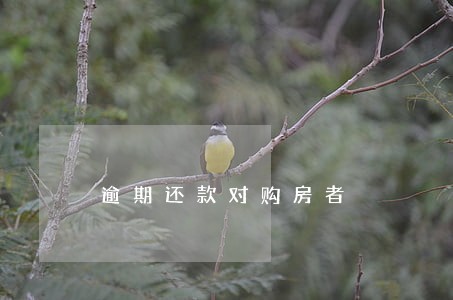 逾期还款对购房者 逾期还款对购房者