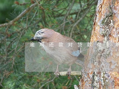 逾期还款对贷款有影响 逾期还款对贷款有影响