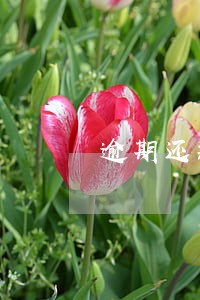逾期还款就会计入征信不良吗