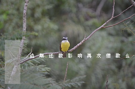 逾期还款影响再次借款么 逾期还款影响再次借款么
