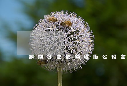 逾期还款影响提取公积金吗 逾期还款影响提取公积金吗